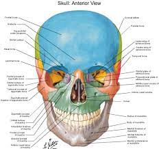 Anterior View Skull Netter Skull Anatomy Craniosacral Therapy Human Anatomy
