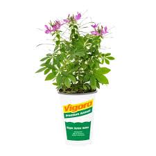 Image result for Cleome densifolia