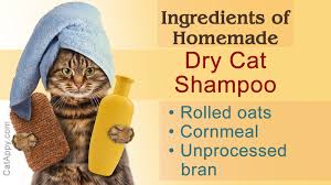 If You Don T Want To Go For Store Bought Shampoos But Rather Opt For A Homemade Shampoo For Your Darling Cat This Catappy Cat Shampoo Diy Dry Shampoo Shampoo