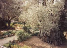 Jesus Photo Present Day Garden Of Gethsemane Garden Of Gethsemane Jesus Photo Educational Garden