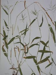 Image result for Hyparrhenia anthistirioides