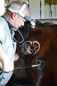 Brands are a commonly used means to identify individual horses as an aid in farm management and as a theft deterrent. Freeze Branding To Protect Your Horse Heart Of Phoenix Equine Education Blog