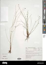 Image result for Isolepis costata
