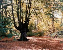 Its population is around 11,000 people (2012 estimate). Beenthere Donethat A Pollarded Beech In Epping Forest Essex