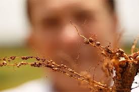 Beneficial Bacteria and Soil: Hidden Helpers Below Ground