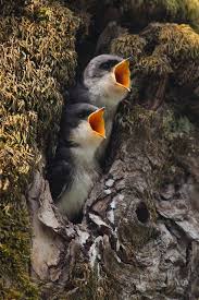 Bird Crying Like A Baby Most Amazing Photography Mealtime Pet Birds Beautiful Birds Cute Animals
