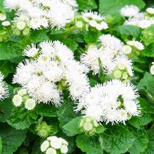 Image result for Ageratum