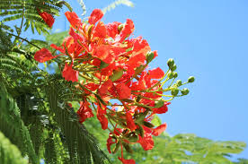 Image result for Delonix