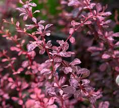 Image result for Berula thunbergii