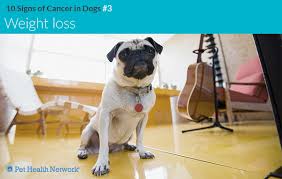 This can occur because of spread of tumor to the bones of the limbs (more common in cats), or due to a secondary effect that the tumor has on bone growth (more common in dogs). 10 Signs Of Cancer In Dogs