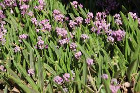 Image result for Ledebouria cooperi
