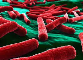 We did not find results for: E Coli Infection Transmission Symptoms Diagnosis E Coli Infection Treatment