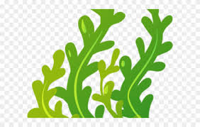 Seaweed Clipart Animated Seaweed Clipart Clear Background Png Download 723992 Pinclipart Polish your personal project or design with these seaweed transparent png images, make it even more personalized and more. seaweed clipart animated seaweed