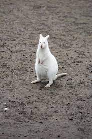 Best hd wildlife photos from national geographics, animal planet and professional photographers. Walibi White Animal Albino Nature Free Image From Needpix Com