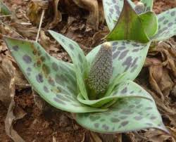 Image result for Ledebouria cordifolia