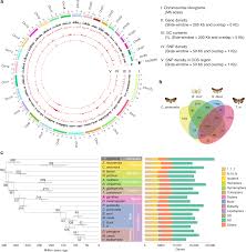 A Chromosome Level Genome Assembly Of Cydia Pomonella