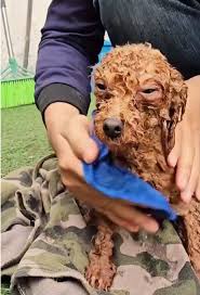 Caring for Injured Dogs: A Heartwarming Rescue Story