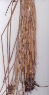 Image result for Fimbristylis aphylla