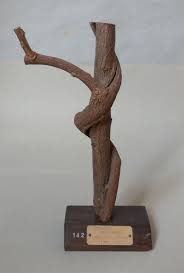 Image result for Kraussia floribunda