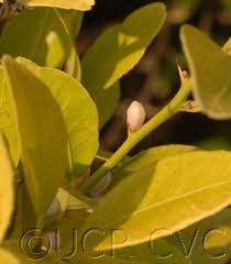 Image result for Vittaria guineensis