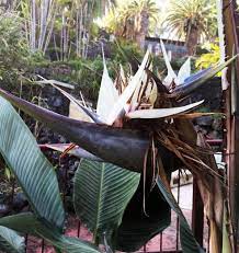 The National Symbol Of Tenerife Bird Of Paradise Birds Of Paradise Tenerife Most Beautiful Gardens