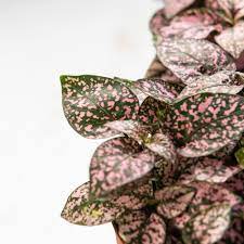 Red, rose, yellow, white, pink. Colorful Houseplants That Aren T Hard To Grow