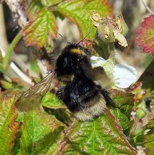 Image result for Bombus subterraneus