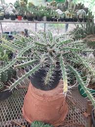 Image result for Euphorbia guerichiana