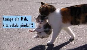 Tanda tanda cewe mau orgasme, umumnya otot perut bagian bawah menegang / berkontraksi seperti orang ngeden kesulitan ngeluarin tokai. 5 Alasan Kenapa Induk Kucing Memindahkan Anaknya Setelah Melahirkan Dan Solusinya