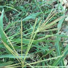 Image result for Leptochloa panicea