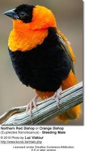 Black Bird With Orange Wings South Africa Northern Red Bishops Or Orange Bishops Euplectes Franciscanus Tropical Birds Beautiful Birds Bird Photography