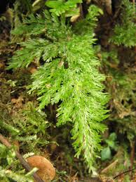 Image result for Abrodictyum