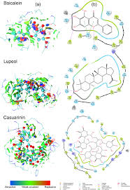 Image result for Lopholaena sp.no.1