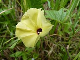 Image result for Convolvulaceae