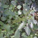 Image result for Acalypha ciliata