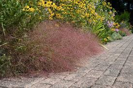 Image result for Eragrostis