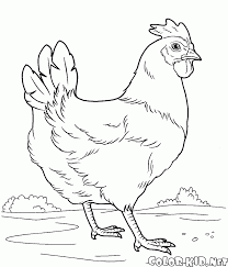 Novos desenhos todos os dias! Coloring Page Frango