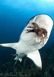 Scuba Div3r Earthandanimals Caribbean Reef Shark Eating A Reef Shark Lion Fish Sea And Ocean