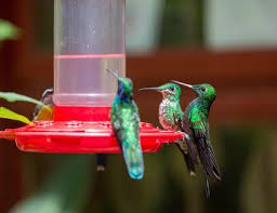 Where Is The Best Place To Hang Hummingbird Feeders Humming Bird Feeders Feed Hummingbirds Diy Hummingbird Feeder