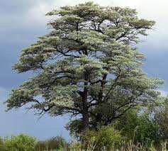 Image result for Terminalia sericea