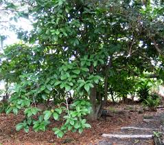 Image result for Pisonia