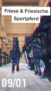 Check spelling or type a new query. Alle Meine Friesen Friesische Sportpferde Foryou Sso Friese Fsp Lisakirako In Tiktok Exolyt