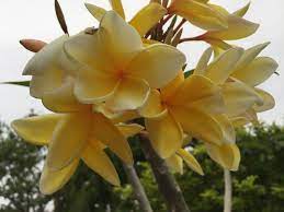 Warm, hot, very hot, and too darn hot. First Beautiful Bloom April 15 2018 Florida Flowers Beautiful Blooms Orchids