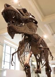 Museum Of Natural History Fossil Bones Dinosaur Fossils Prehistoric Animals