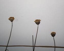 Image result for Emilia transvaalensis