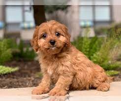 Browse thru our id verified puppy for sale listings to find your perfect puppy in your area. View Ad Cavapoo Puppy For Sale Near Texas Houston Usa Adn 190604