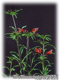 Image result for Alstroemeria pulchella