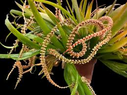 Image result for Oberonia