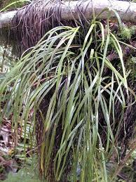 Image result for Vittaria elongata