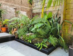 Himalayan maidenhair fern, an evergreen fern from china which is mostly found in humus soil or moist rocks. Pin On Gardening